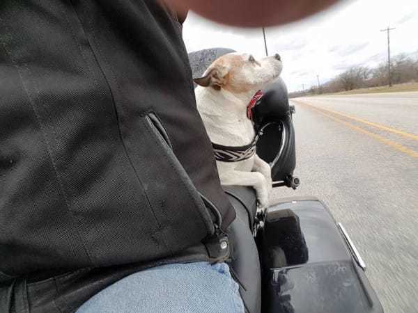 biker-dog-1