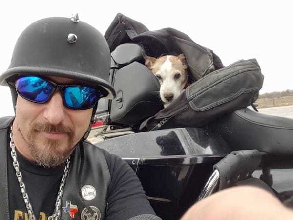 biker-dog-2