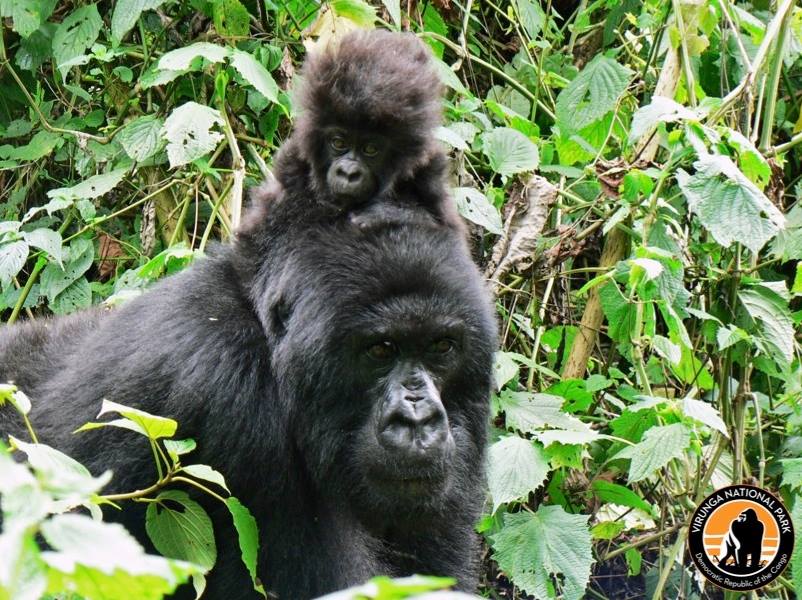 Virunga National Park