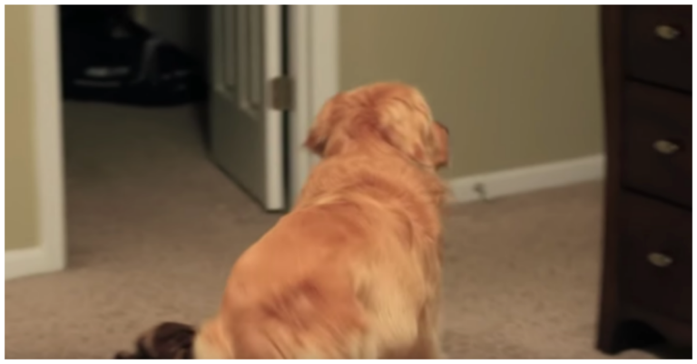 Dad pointed his camera at the door as he knew his Golden Retriever was in for a “reunion of a lifetime”