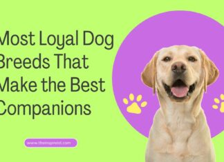 Most Loyal Dog Breeds That Make the Best Companions