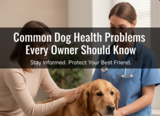 Common Dog Health Problems Every Owner Should Know