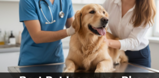 Best Pet Insurance Plans Explained
